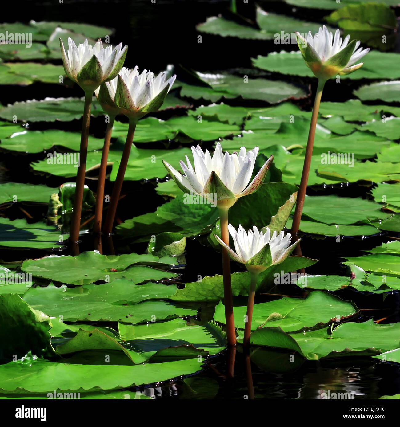 Beautiful lotus flower in the pond Stock Photo - Alamy