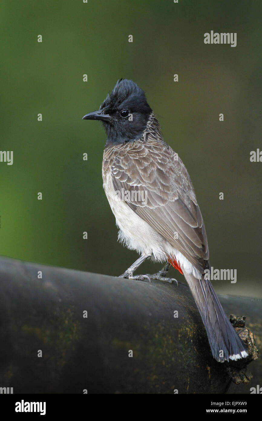 Red-vented Bulbul (Pycnonotus cafer cafer) adult, perched on branch in lowland rainforest, Siharaja Forest Reserve, Sri Lanka, January Stock Photo