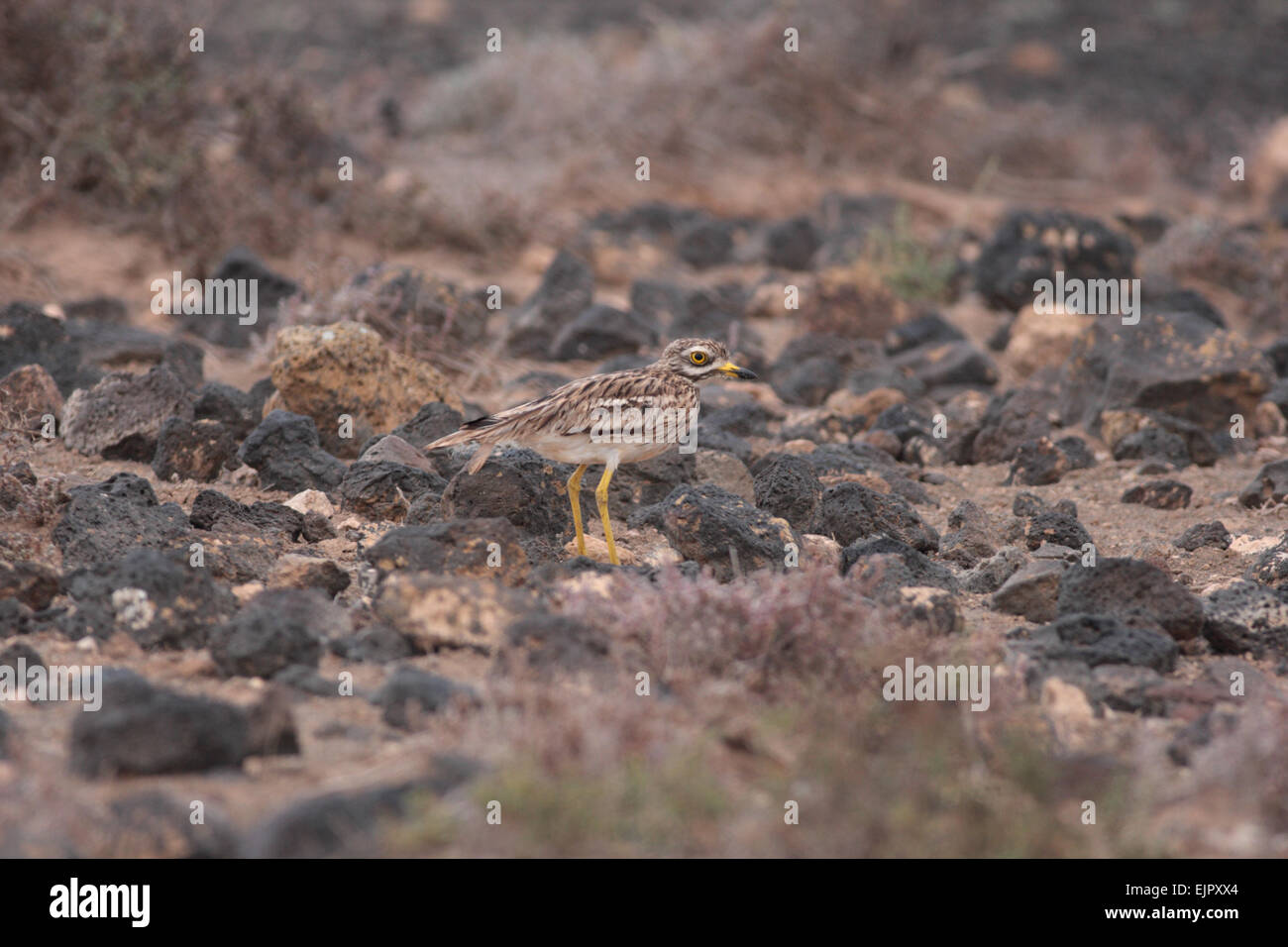 Eurasian Stone-curlew (Burhinus oedicnemus insularum) endemic subspecies, adult, standing amongst volcanic rocks, Teguise Plain, Lanzarote, Canary Islands, March Stock Photo