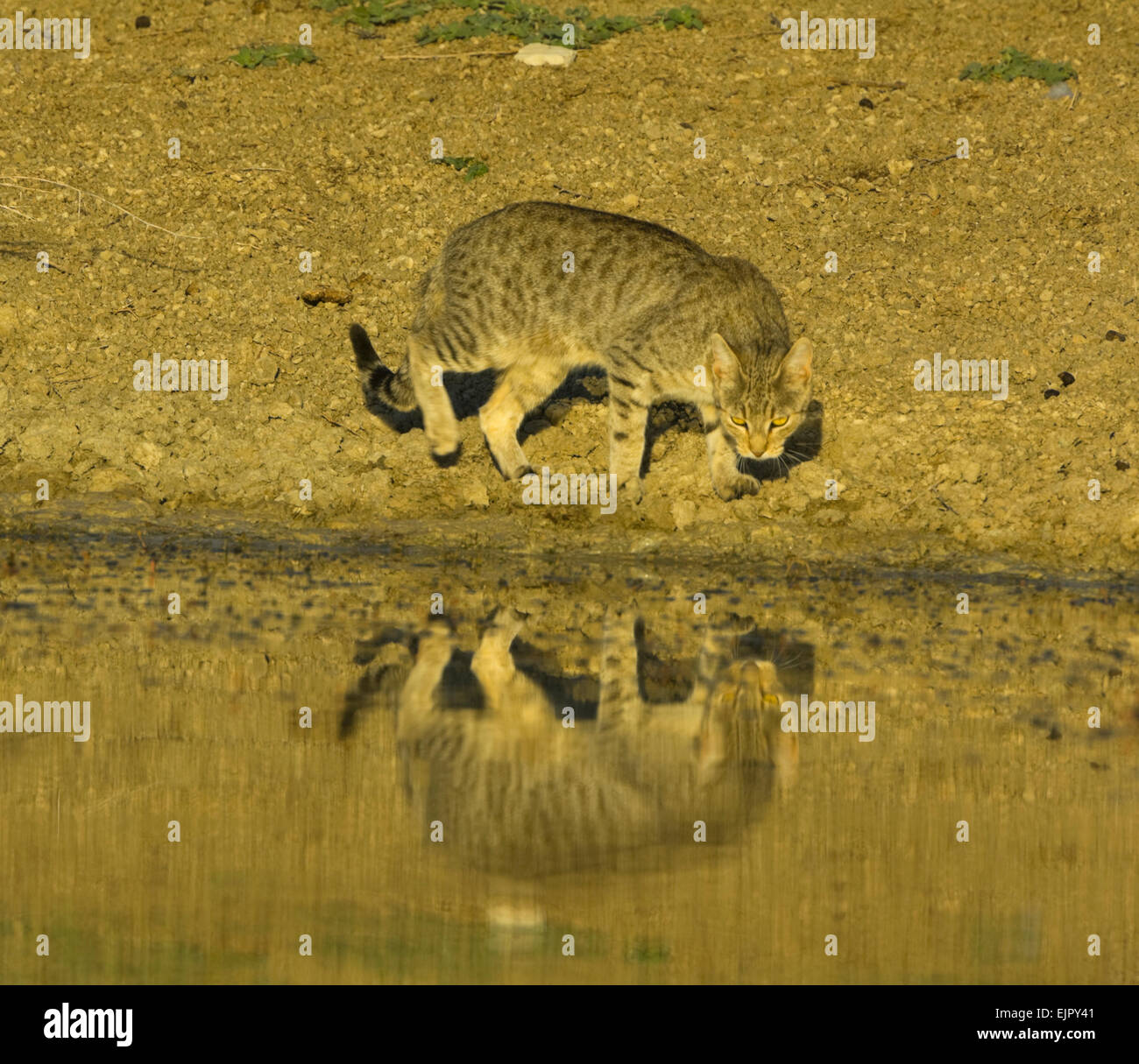 Feral Cat / Wild Cat (Felis catus) coming to drink at a pond at sunrise