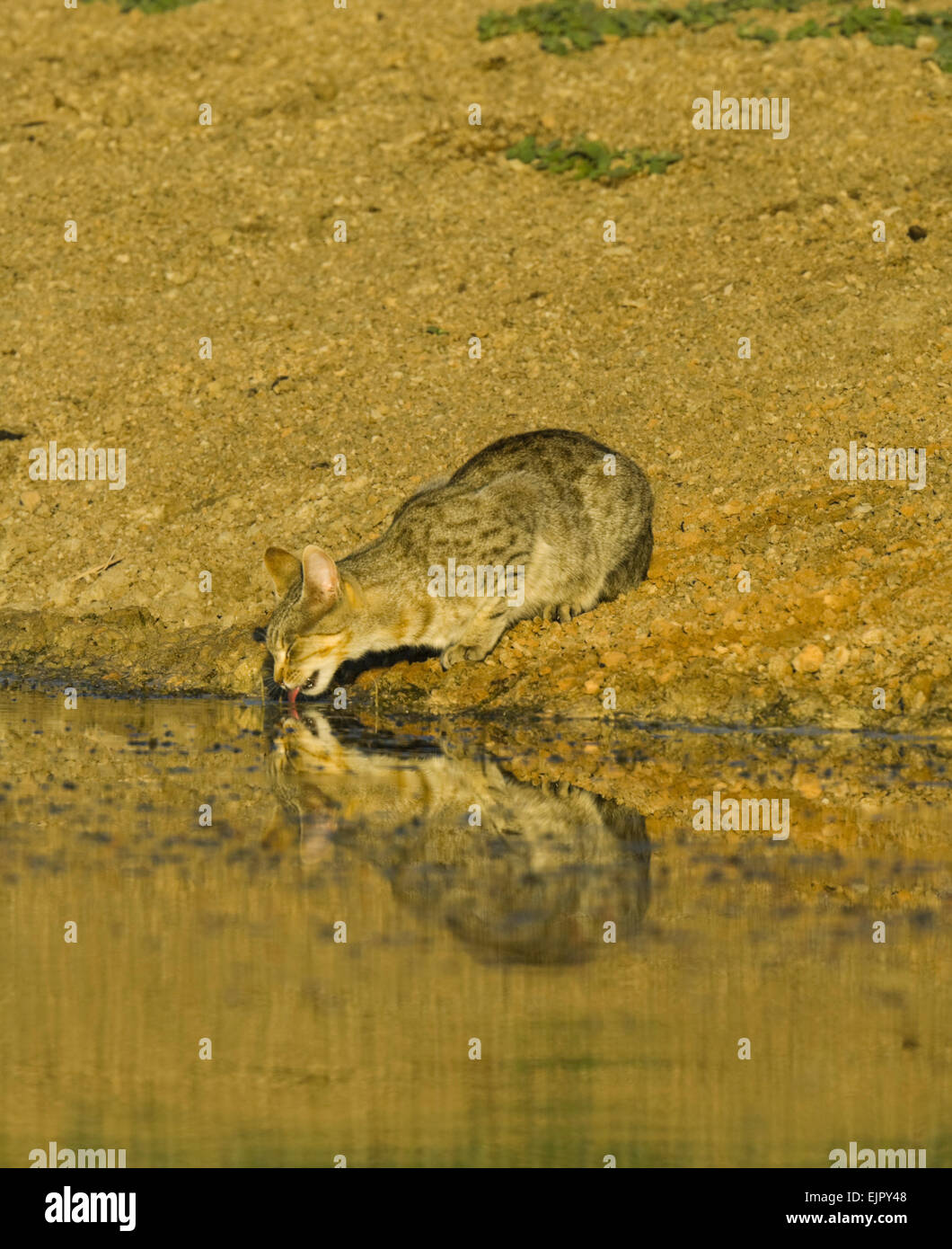 Feral Cat / Wild Cat (Felis catus) coming to drink at a pond at sunrise - Mungo National Park, New South Wales, Australia Stock Photo