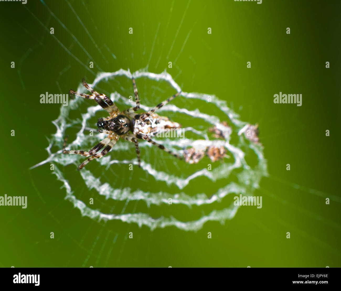 Spider (Cyclosa insulana), Queensland, QLD, Australia Stock Photo