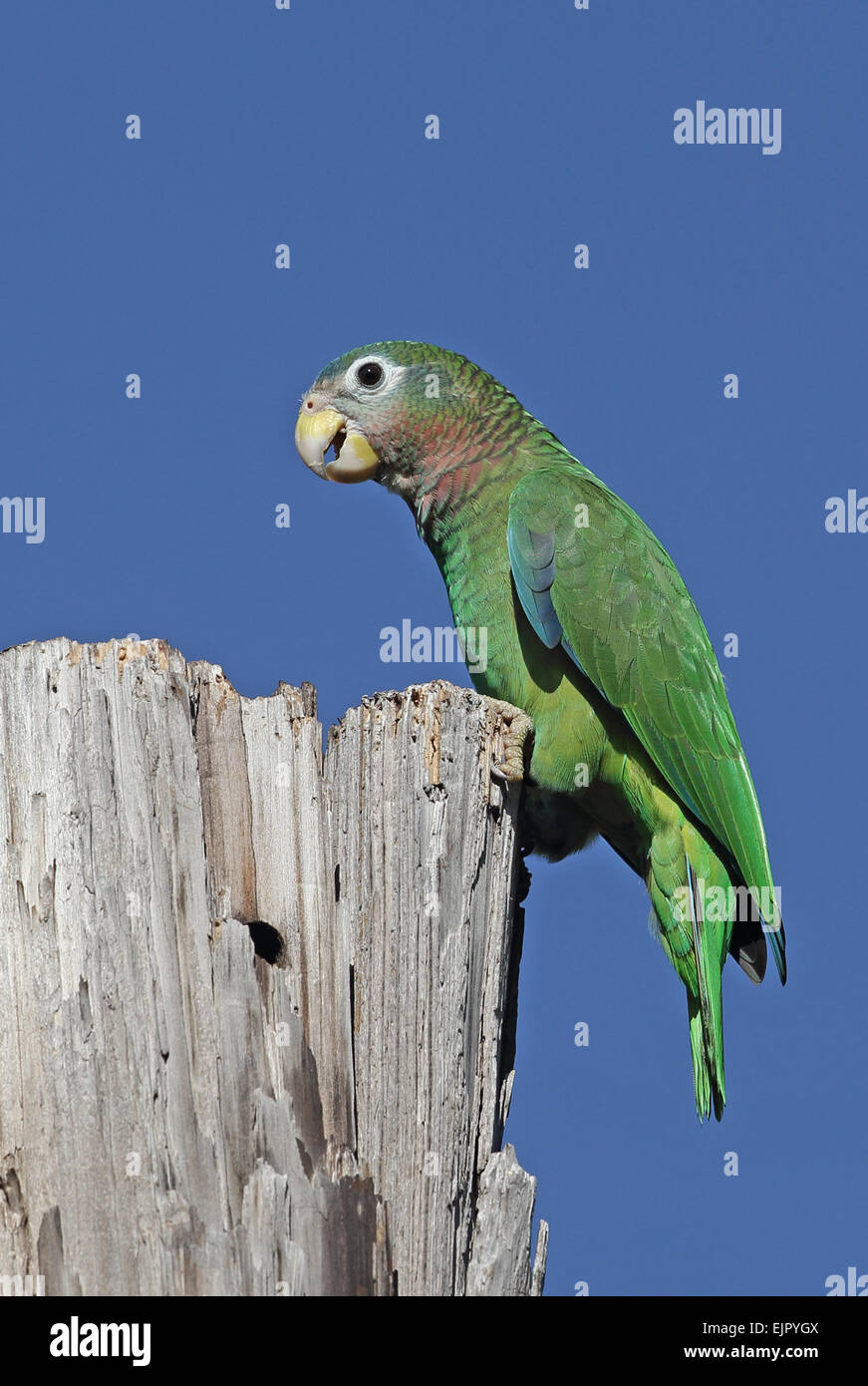 Yellow-billed Amazon Parrot (Amazona collaria) adult, perched on old post, Hope Gardens, Kingston, Jamaica, December Stock Photo