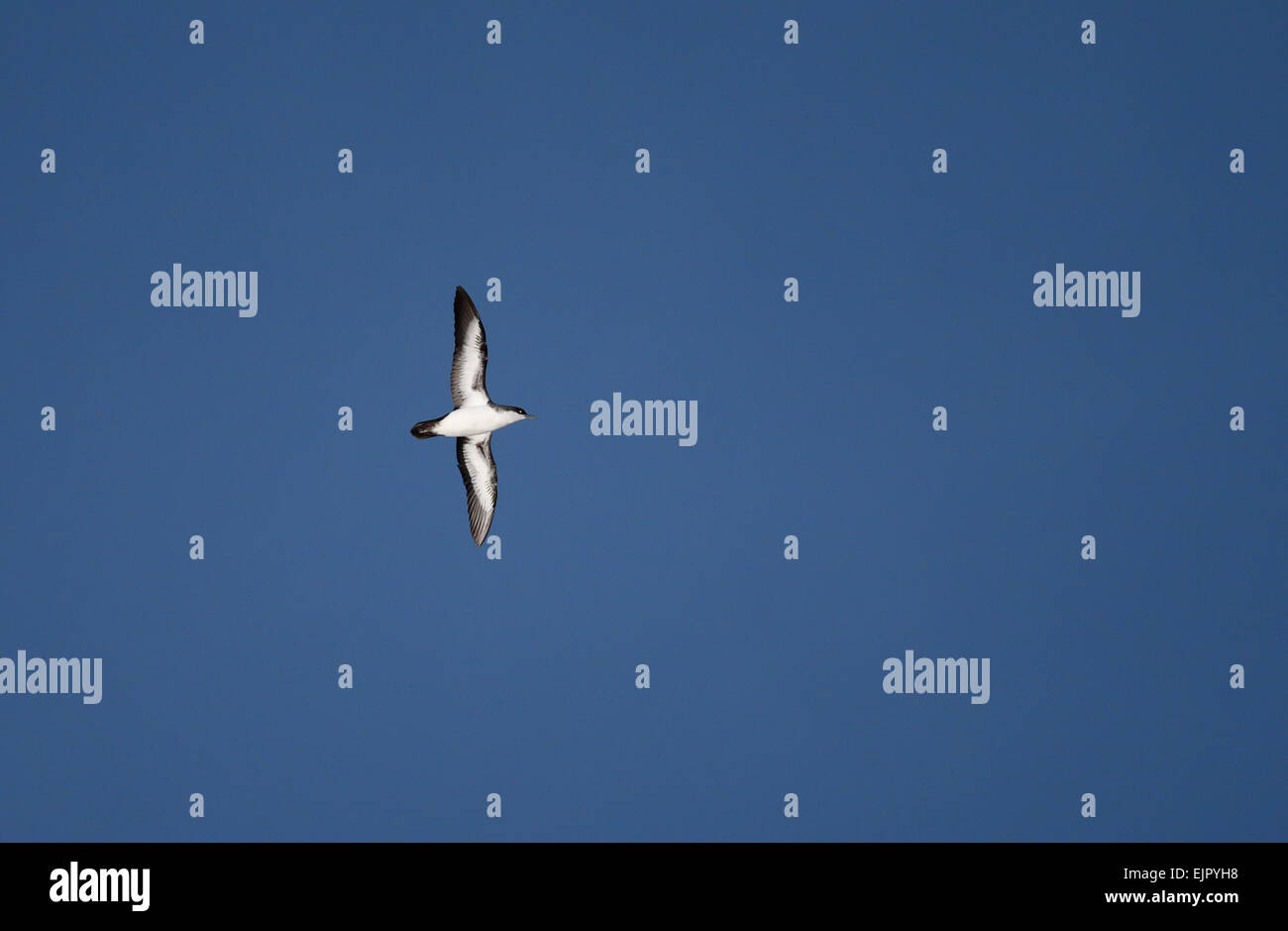 Atoll Shearwater (Puffinus bailloni dichrous) name reflects current taxonomic thinking on species limits within 'Tropical Shearwater' species complex, adult, in flight, Mangareva, Gambier Islands, French Polynesia, November Stock Photo