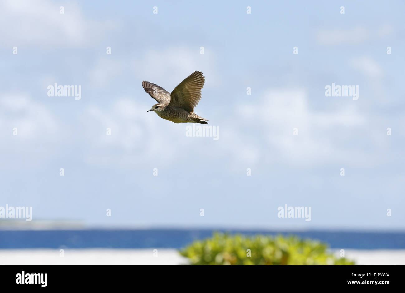 Tuamotu Sandpiper (Prosobonia parvirostris) adult, in flight, with lagoon in background, Morane Island, Tuamotu Islands, French Stock Photo