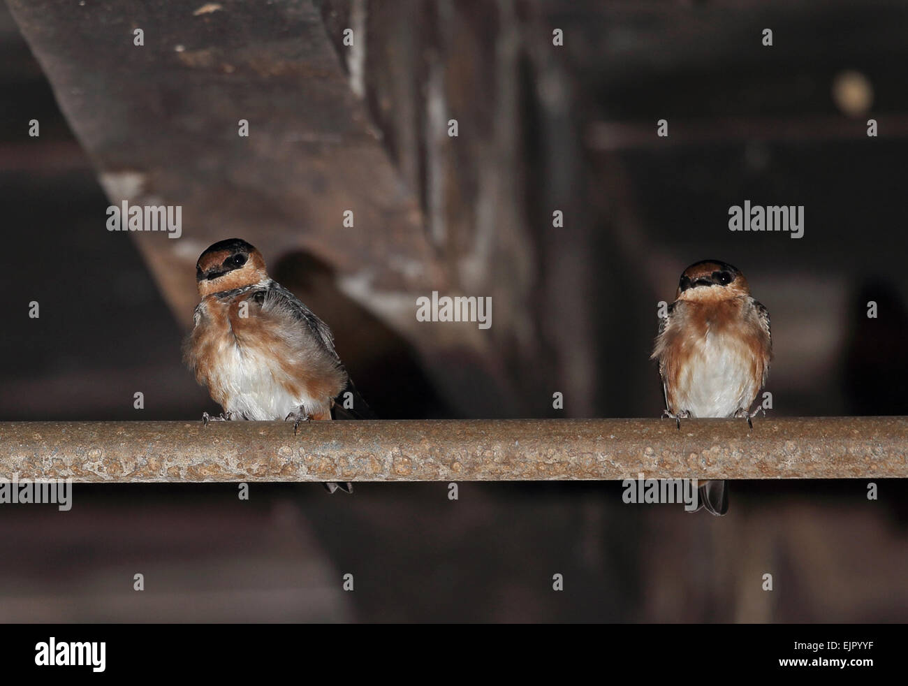 Cave Swallow (Petrochelidon fulva poeciloma) two adults, roosting in cellar breeding site, Marshall's Pen, Jamaica, December Stock Photo