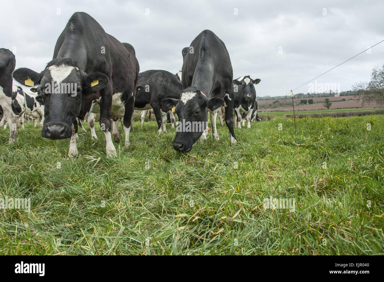 Domestic Cattle, Holstein dairy cows, herd grazing beside electric ...