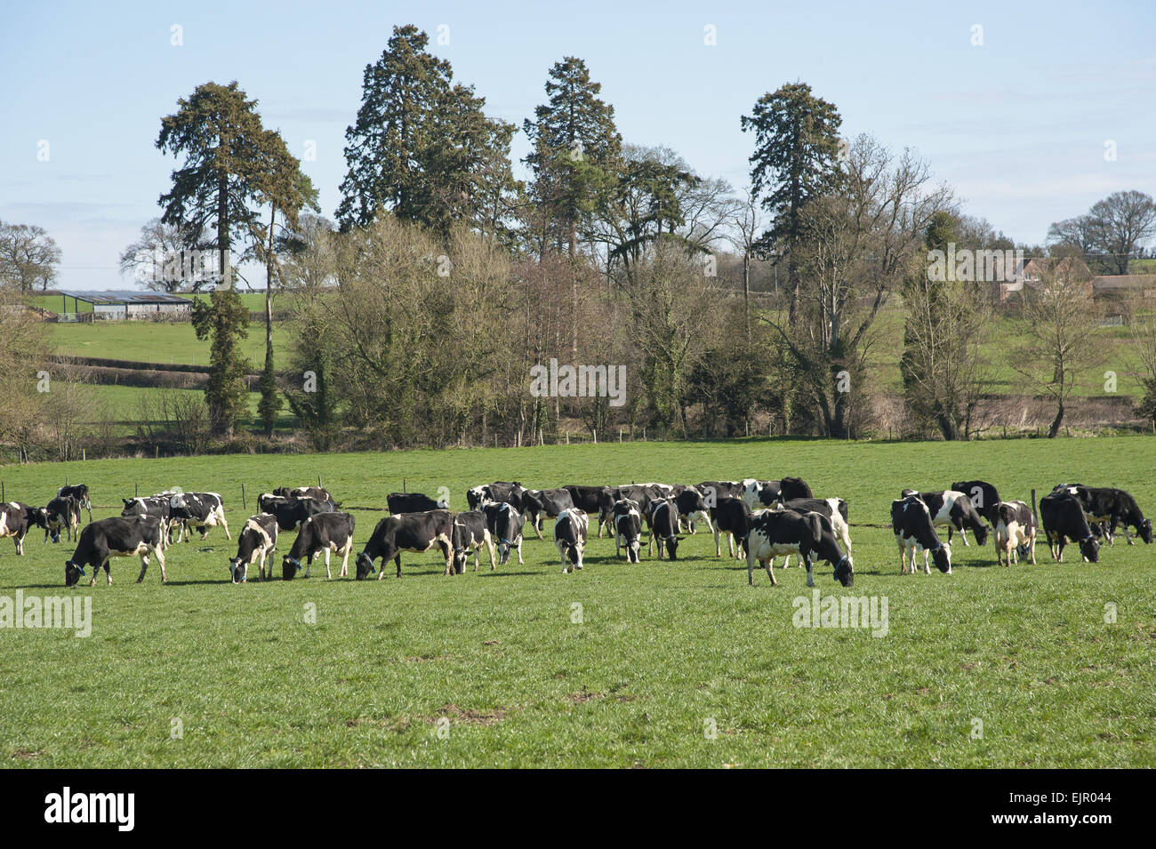 Domestic Cattle, Holstein Friesian dairy cows, herd wearing transponder ...