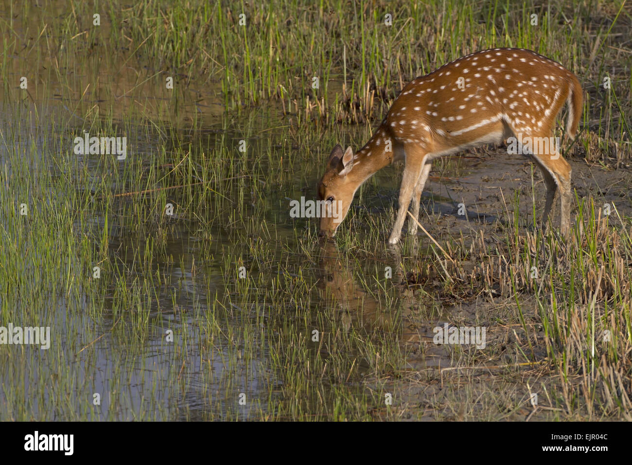 Spotted Deer (Axis axis) adult female, drinking at waterhole, Sundarbans, Ganges Delta, West Bengal, India, March Stock Photo