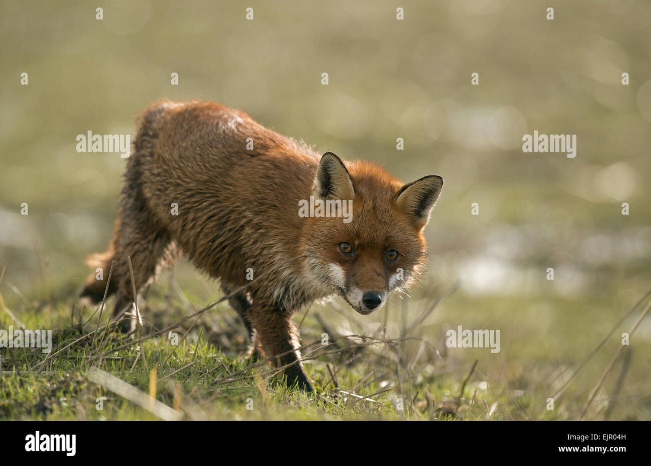 Parkgate wirral hi-res stock photography and images - Alamy