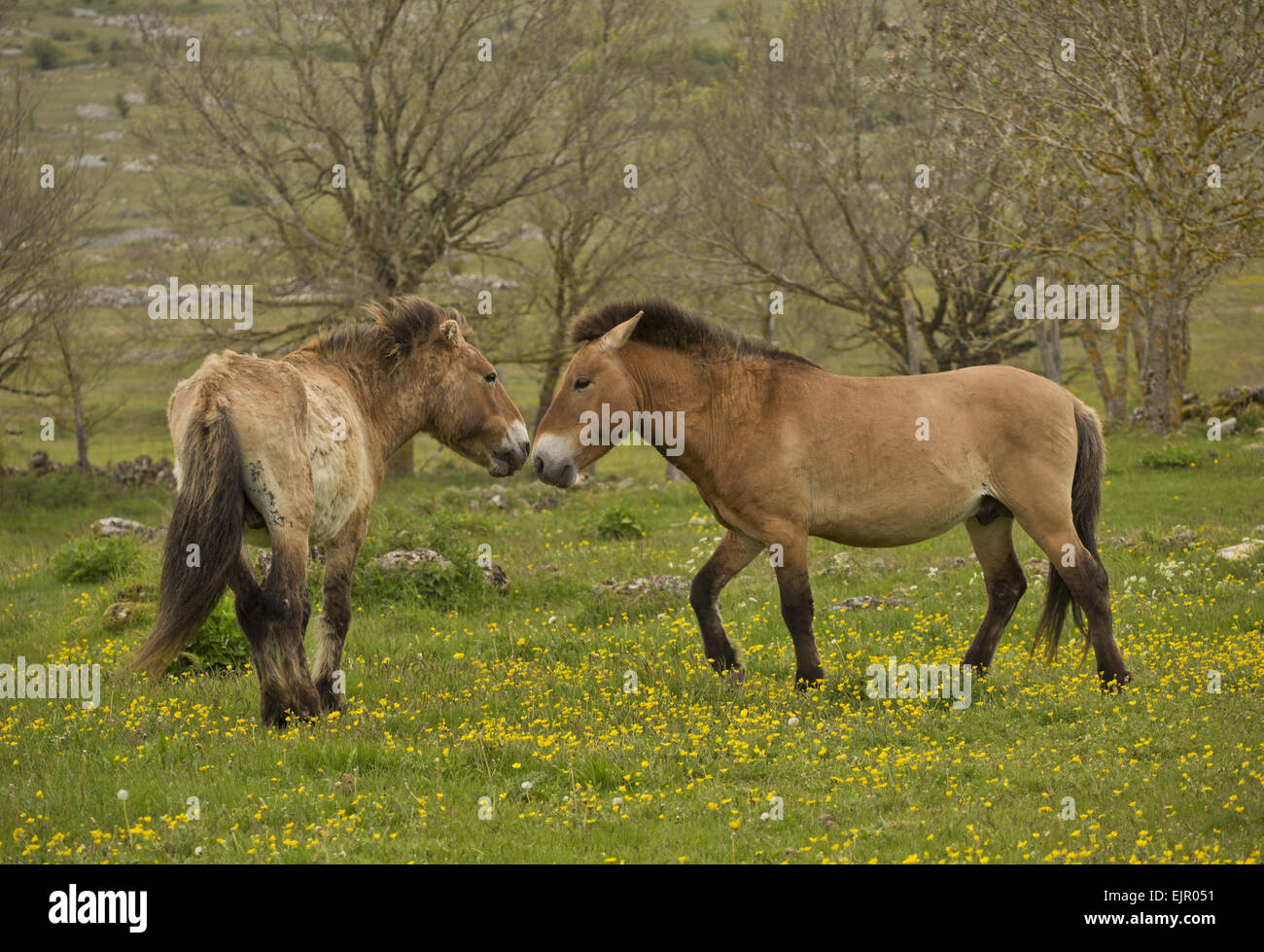 Przewalski's Horse (Equus ferus przewalskii) two adults, interacting in ...