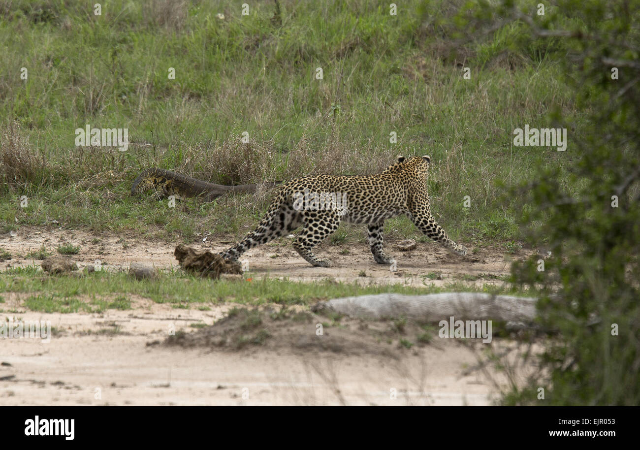 African Leopard (Panthera pardus pardus) adult, carefully avoiding Nile Monitor (Varanus niloticus) adult, Kruger N.P., Great Limpopo Transfrontier Park, South Africa, November Stock Photo