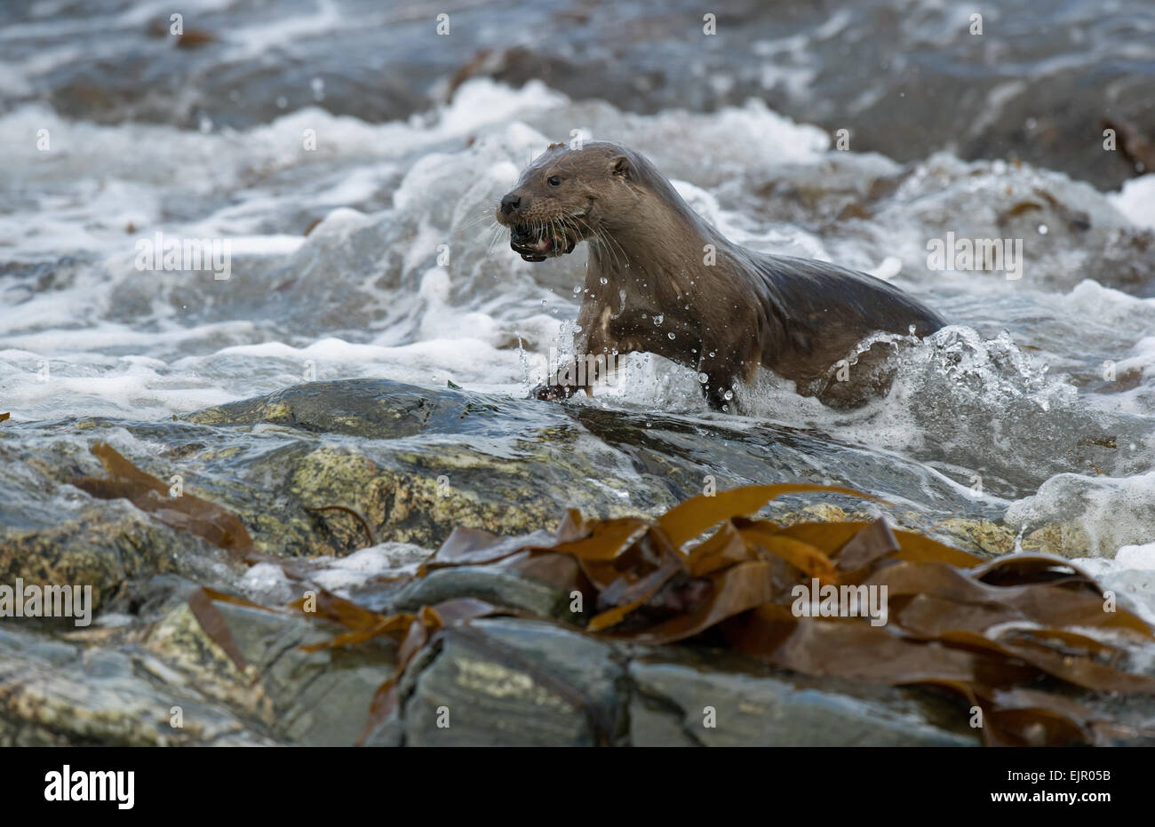 European Otter (Lutra lutra) adult, with crab prey in mouth, emerging from surf on rocky shore, Shetland Islands, Scotland, April Stock Photo