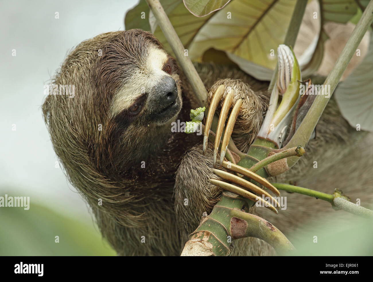 Brown-throated Three-toed Sloth (Bradypus variegatus) adult, close-up of head and claws, feeding on fruit, Canopy Tower, Panama, November Stock Photo