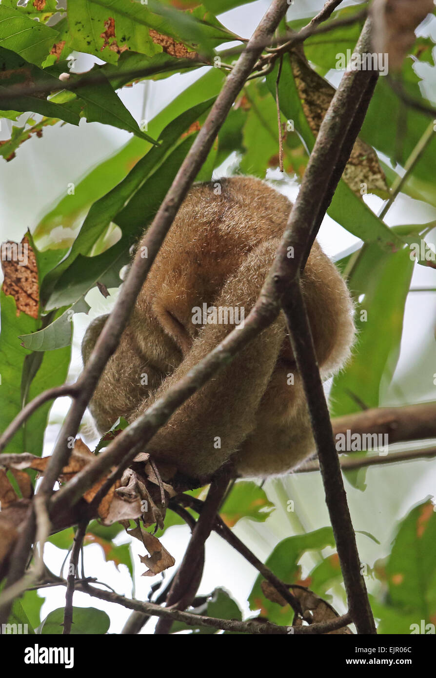 Silky Anteater (Cyclopes didactylus dorsalis) adult, sleeping in tree during daytime, Canopy Tower, Panama, November Stock Photo