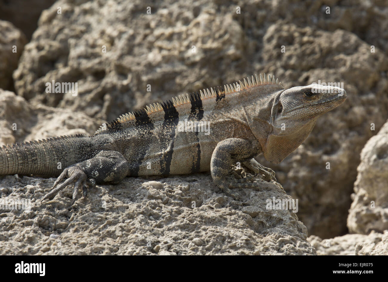 Black Spinytailed Iguana (Ctenosaura similis) introduced species