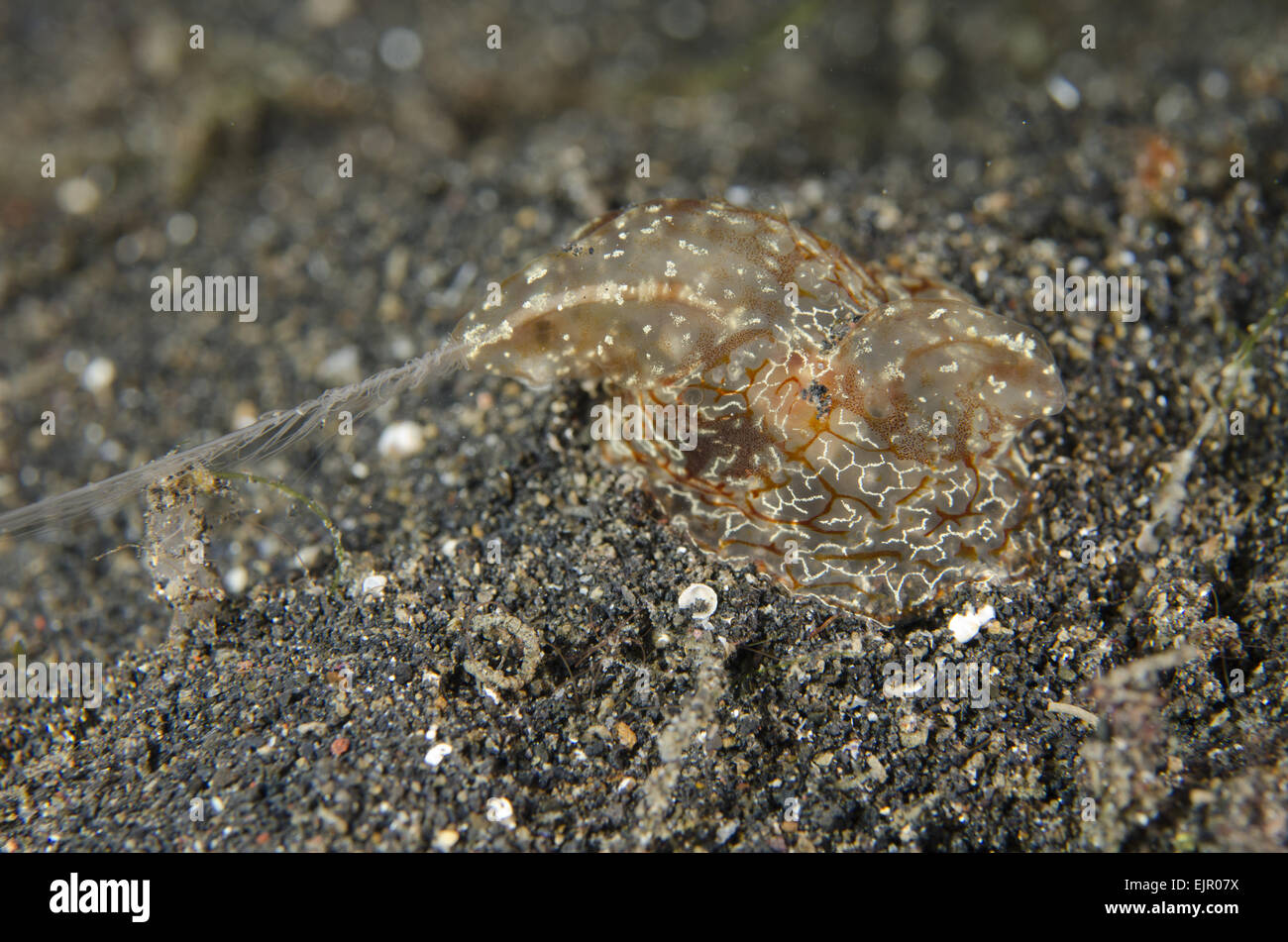 Benthic comb jelly hires stock photography and images Alamy
