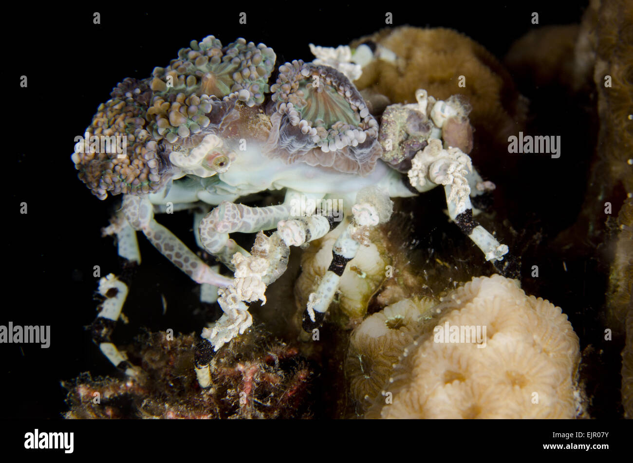Corallimorph Decorator Crab (Cyclocoeloma tuberculata) adult, camouflaged with corallimorph corals at night, Lembeh Straits, Sulawesi, Greater Sunda Islands, Indonesia, November Stock Photo