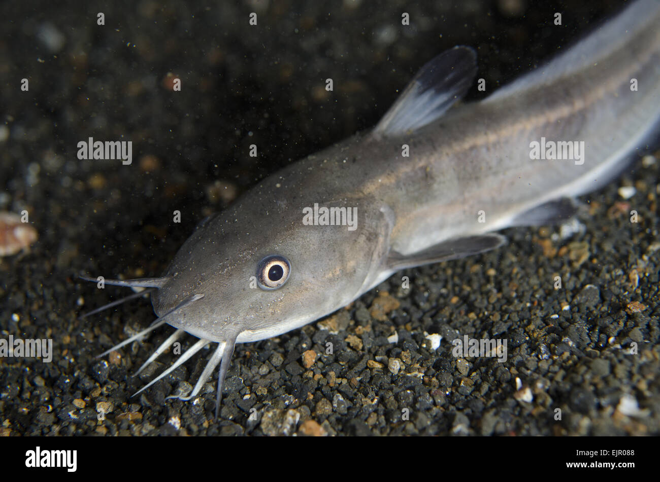 Striped Catfish (Plotosus lineatus) adult, on black sand at night