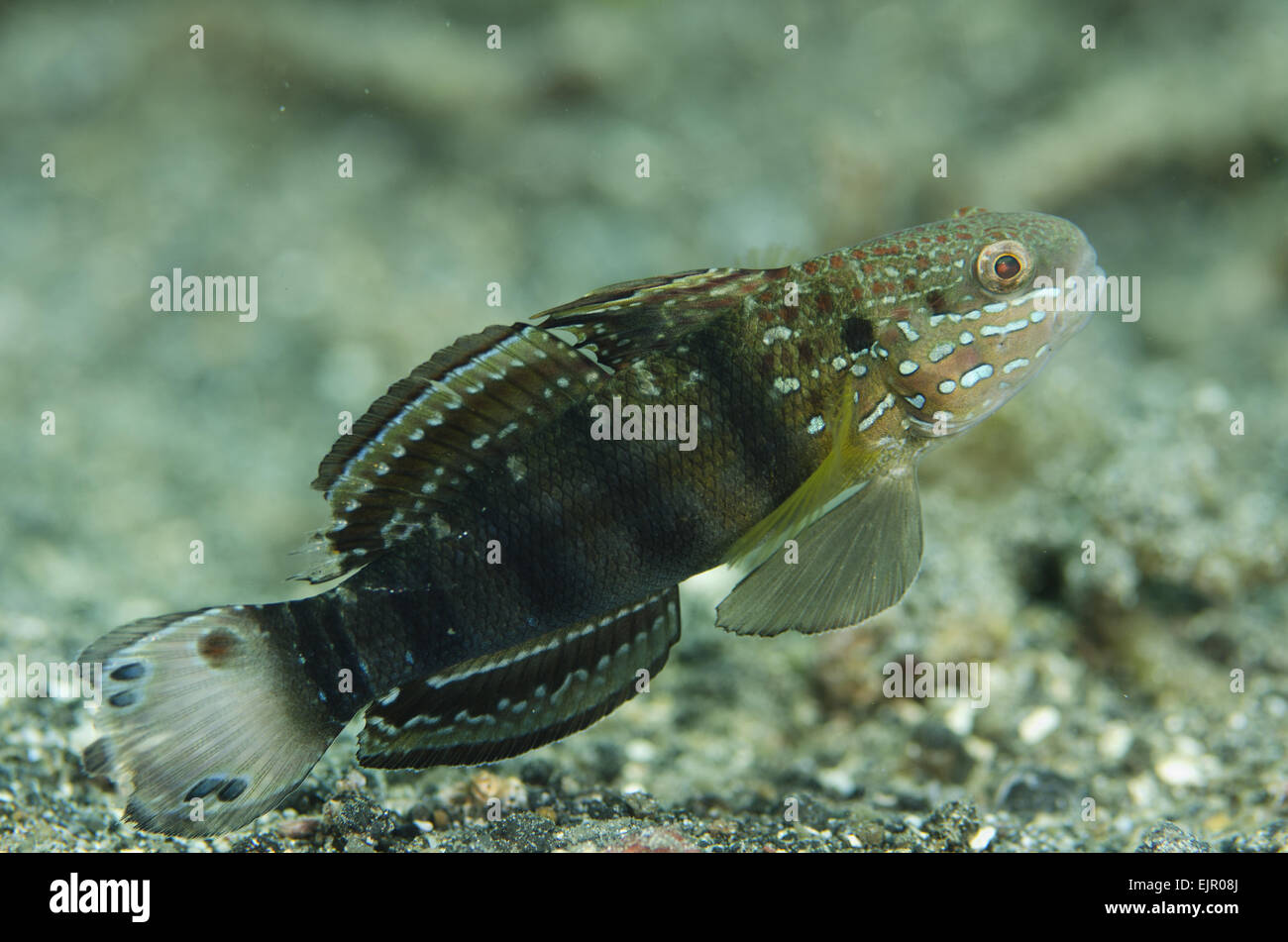 Banded Goby (Amblygobius phalaena) adult, swimming, Lembeh Straits, Sulawesi, Greater Sunda Islands, Indonesia, November Stock Photo