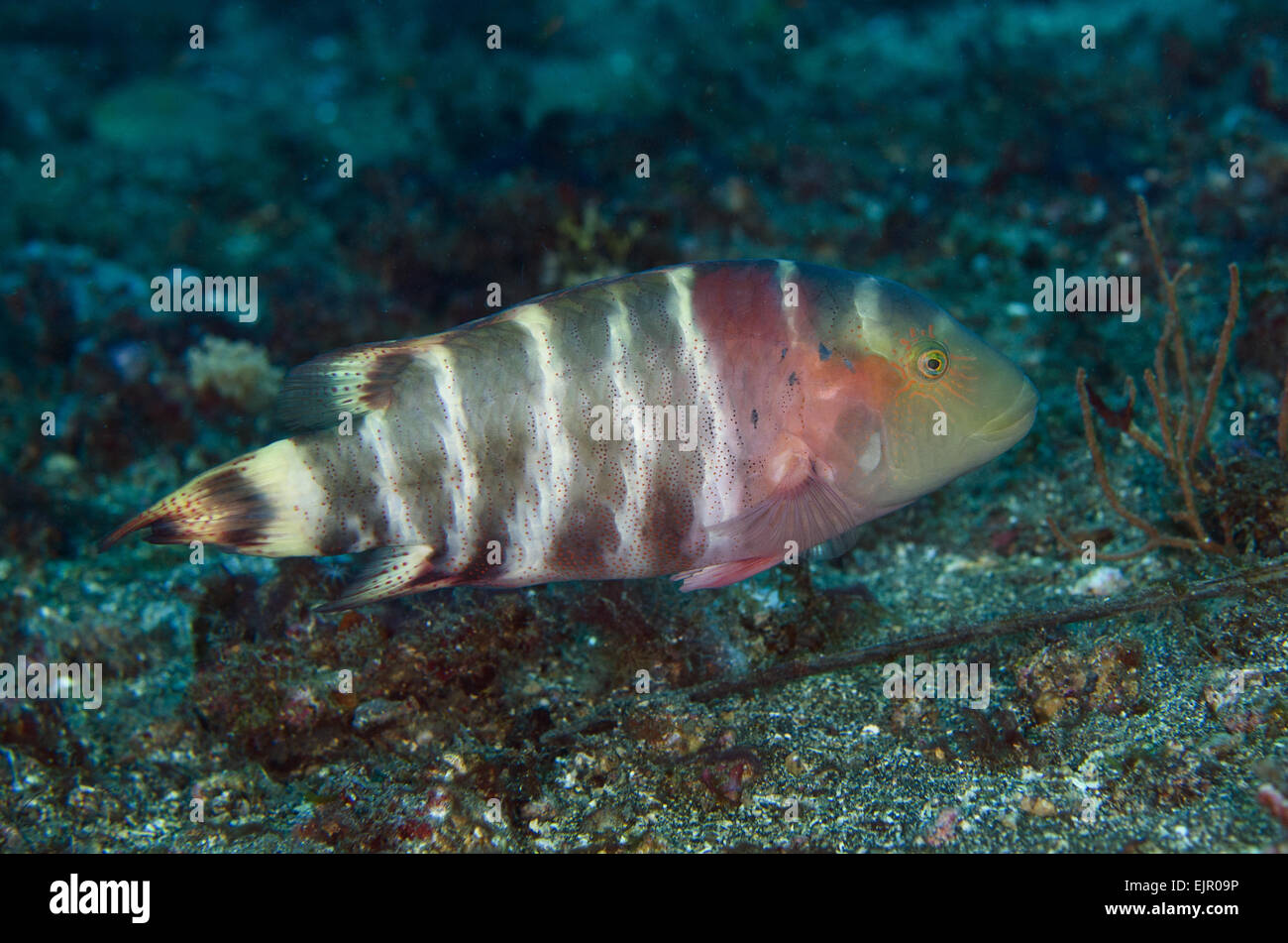 Red-breasted Wrasse (Cheilinus fasciatus) adult, swimming, Lembeh Straits, Sulawesi, Greater Sunda Islands, Indonesia, October Stock Photo