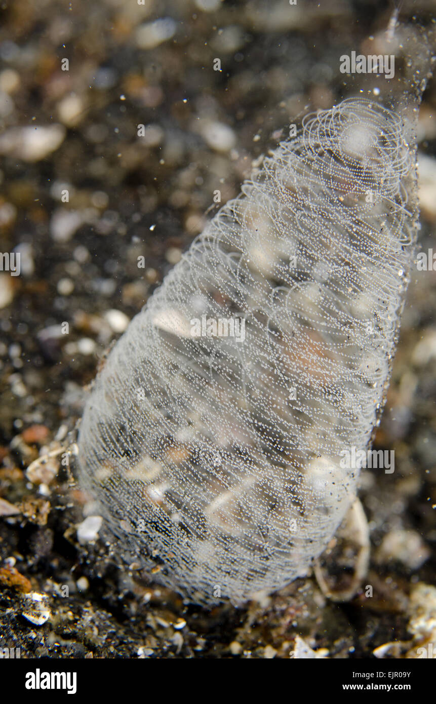 Pilsbry's Headshield Slug (Philinopsis pilsbryi) egg mass, at night