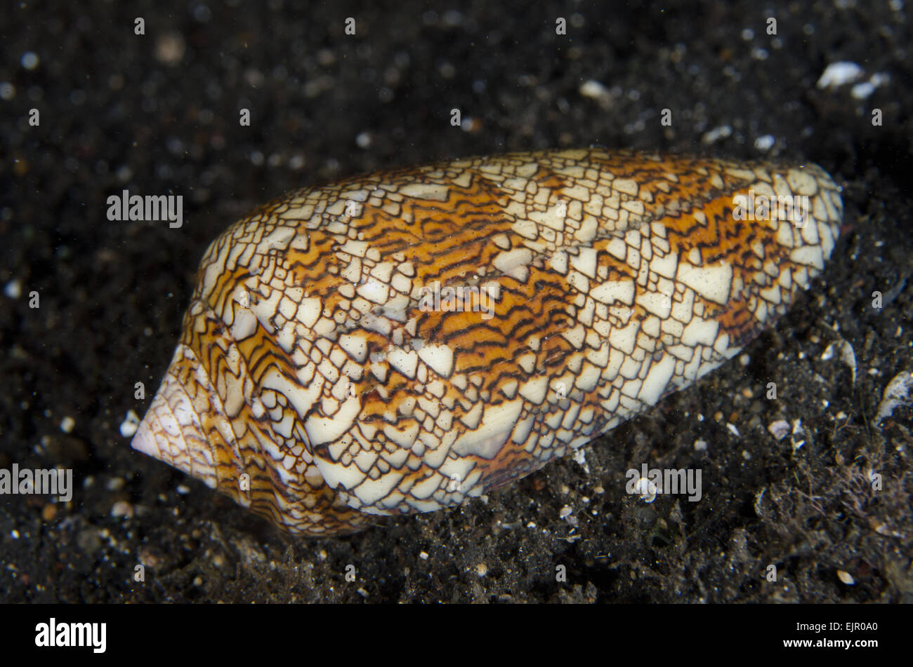 Geography Cone Shell (Conus geographus) adult, on black sand at night, Lembeh Straits, Sulawesi, Greater Sunda Islands, Indonesia, November Stock Photo