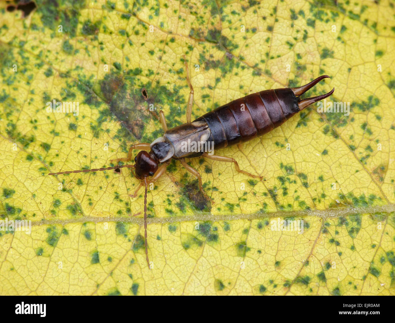 Common Earwig (Forficula auricularia) adult, resting on autumn coloured willow leaf, Leicestershire, England, September Stock Photo