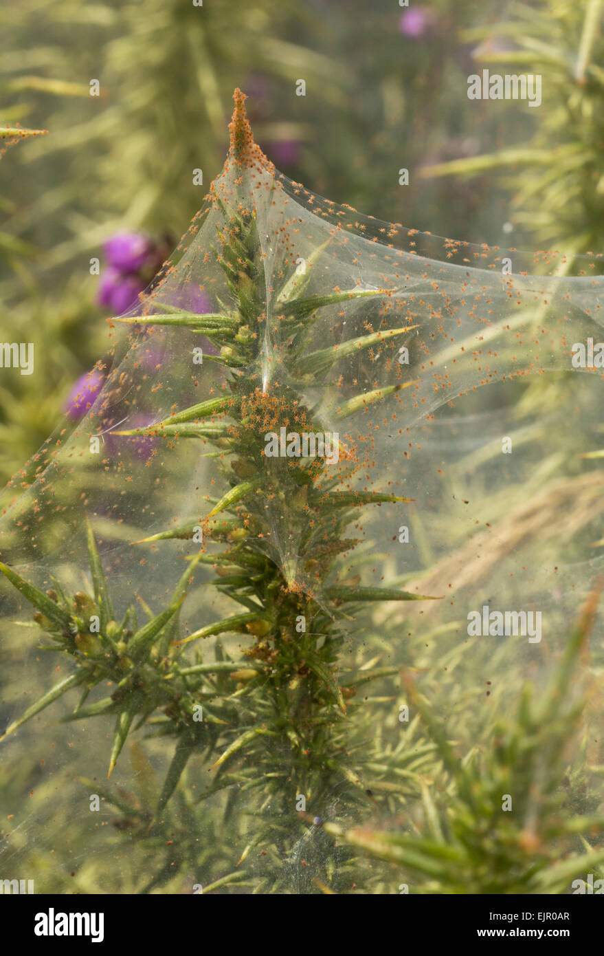 Gorse Spider Mite (Tetranychus lintearius) mass in protective silk web on gorse, Dartmoor, Devon, England, July Stock Photo