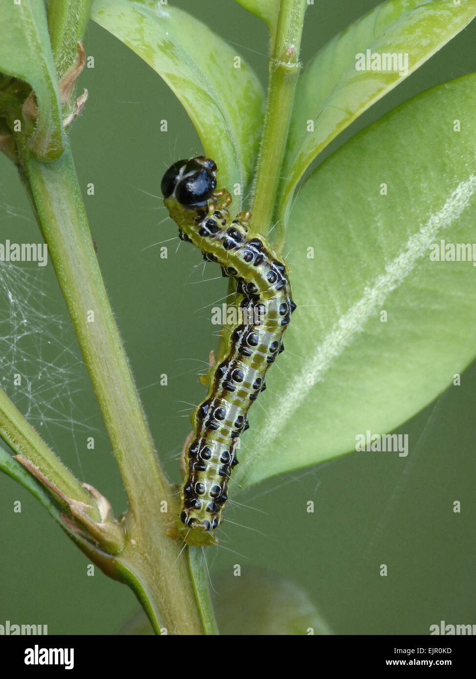 One box tree caterpillar hires stock photography and images Alamy