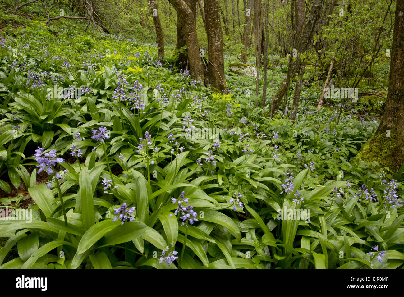 Pyrenean Squill (Scilla liliohyacinthus) flowering mass, growing in woodland habitat, French Pyrenees, France, May Stock Photo
