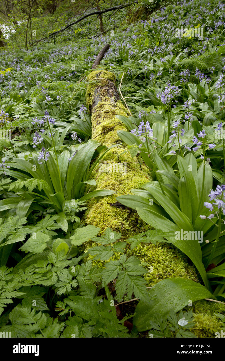 Pyrenean Squill (Scilla liliohyacinthus) flowering mass, growing beside moss covered log in woodland, French Pyrenees, France, May Stock Photo