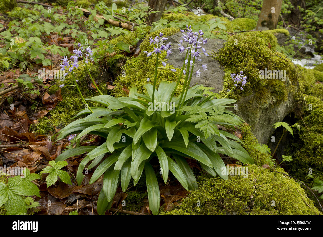 Pyrenean Squill (Scilla liliohyacinthus) flowering, growing in woodland, French Pyrenees, France, May Stock Photo