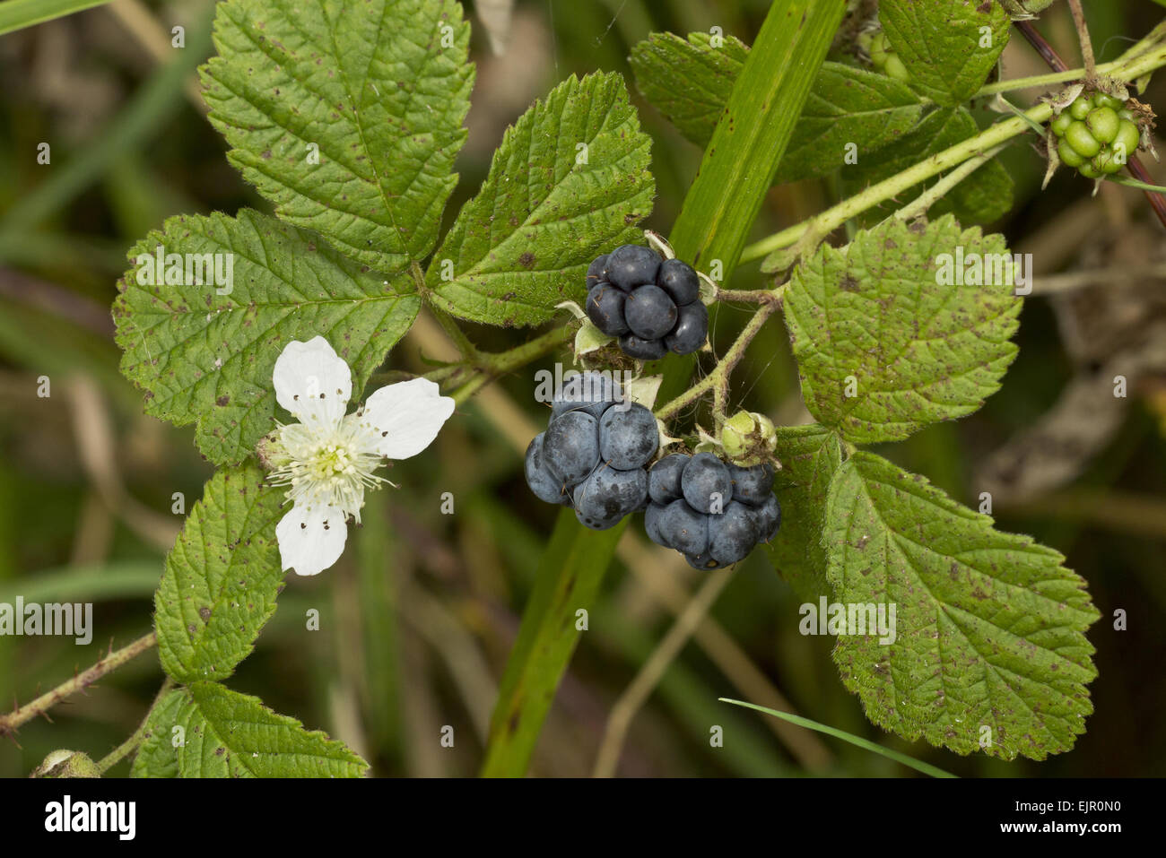 European Dewberry (Rubus caesius) close-up of flower and ripe fruit, Dorset, England, September Stock Photo