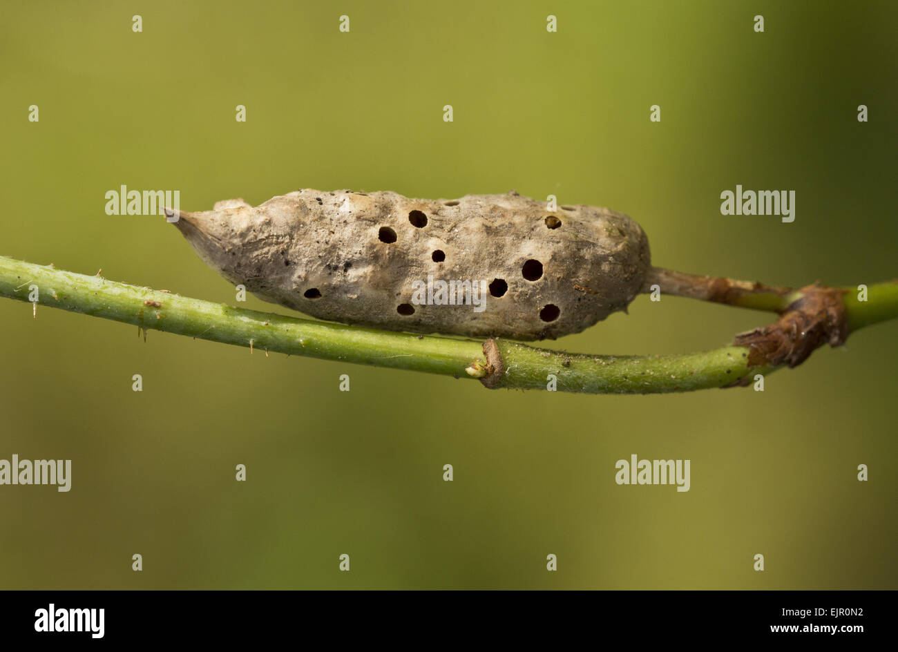 Bramble Stem Gall Wasp (Diastrophus rubi) old gall (from which adults have emerged) on bramble stem, Dorset, England, September Stock Photo