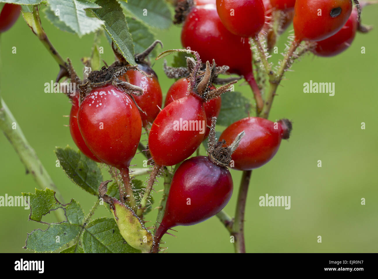 sweet-briars-rosa-rubiginosa-hi-res-stock-photography-and-images-alamy