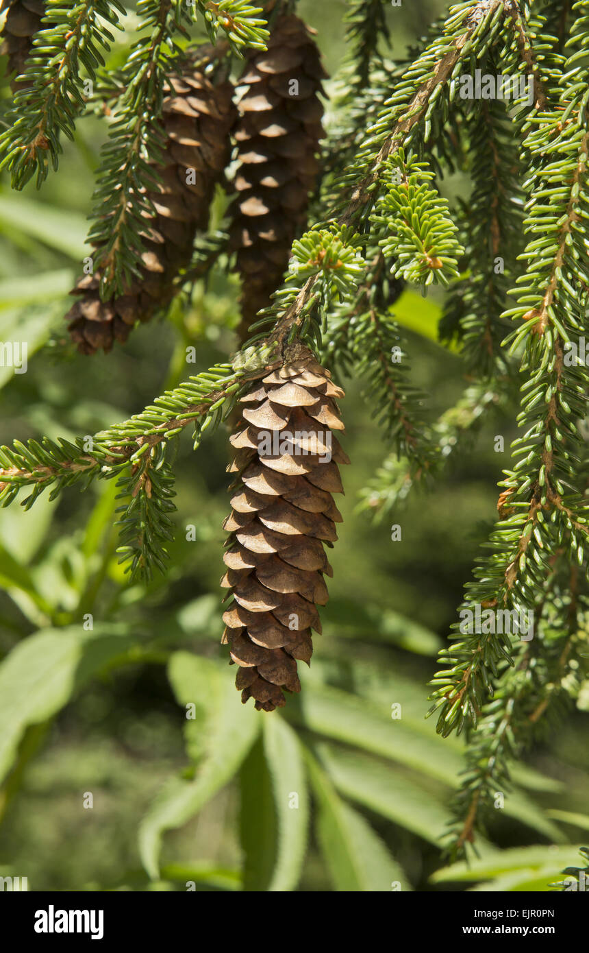 Caucasian Spruce (Picea orientalis) close-up of cones, Pontic Mountains, Anatolia, Turkey, July Stock Photo