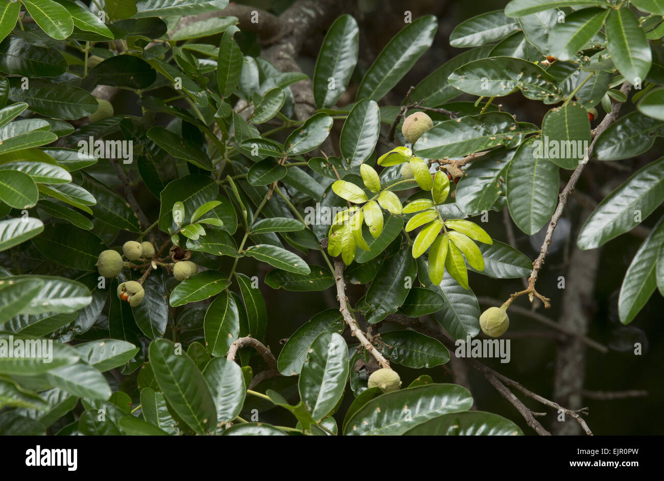 Forest Mahogany (Trichilia dregeana) close-up of leaves and fruit, Kruger N.P., Great Limpopo Transfrontier Park, South Africa, Stock Photo