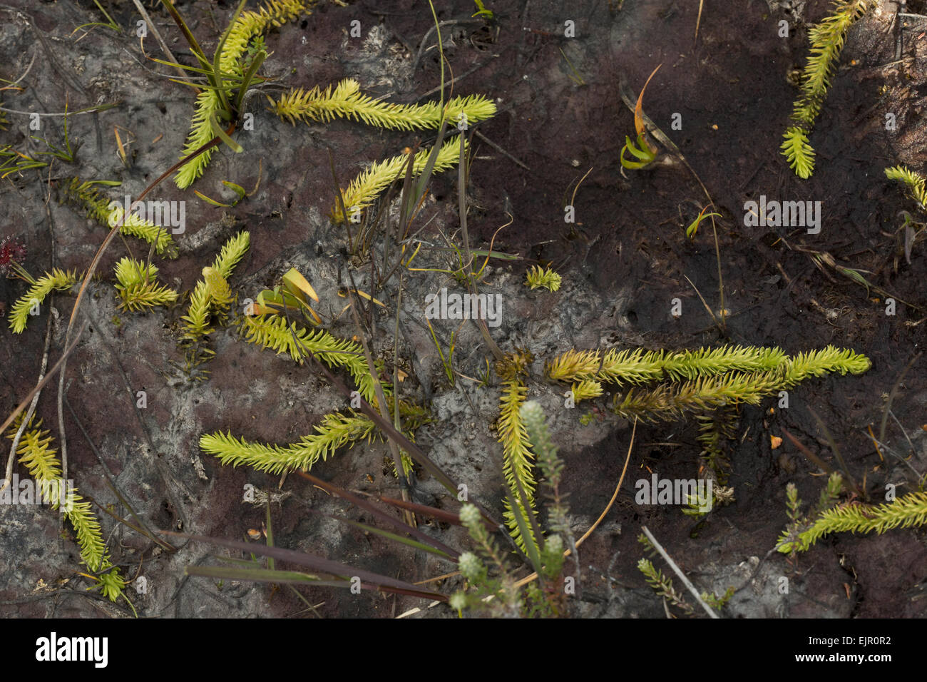 Marsh Clubmoss (Lycopodiella inundata) fertile fronds, growing on wet peat, Studland, Dorset, England, August Stock Photo