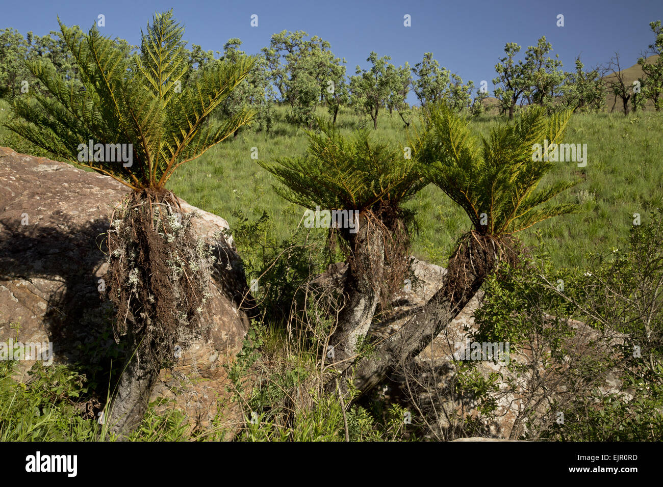 Common Tree Fern (Cyathea dregei) habit, Royal Natal N.P., Drakensberg Mountains, KwaZulu-Natal, South Africa, November Stock Photo