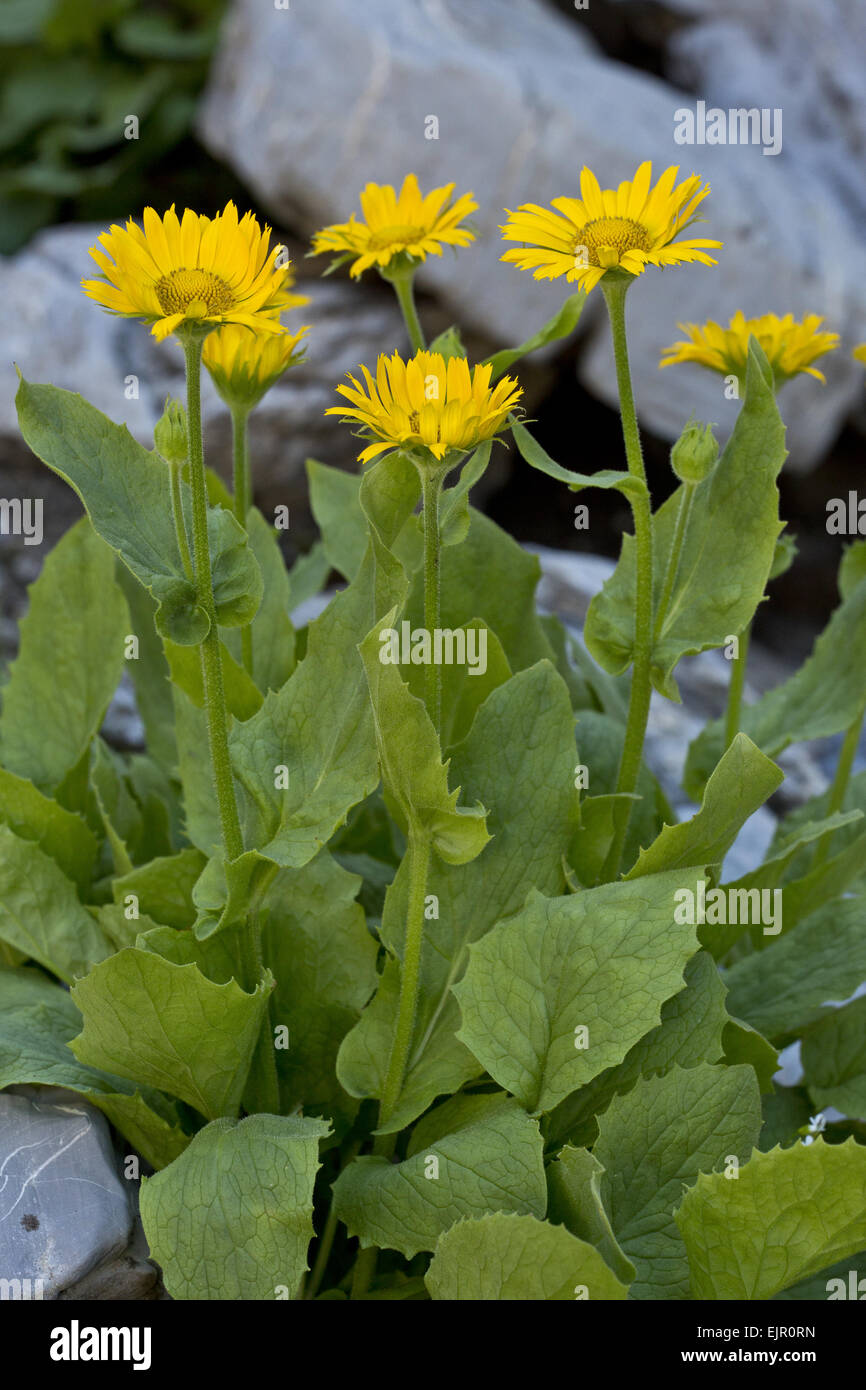 Large-flowered Leopard's Bane (Doronicum grandiflorum) flowering, Maritime Alps, France, September Stock Photo