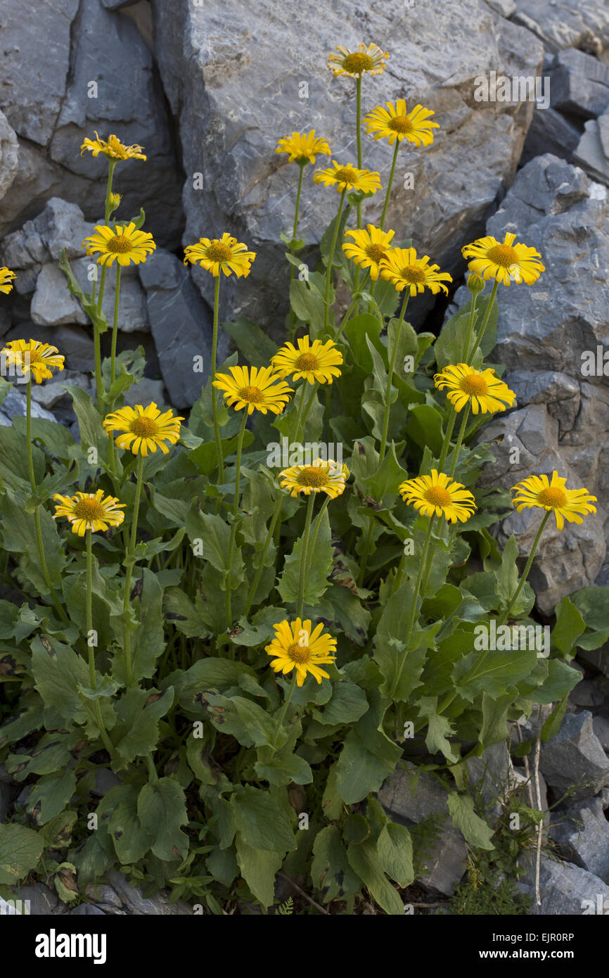 Large-flowered Leopard's Bane (Doronicum grandiflorum) flowering, Maritime Alps, France, September Stock Photo