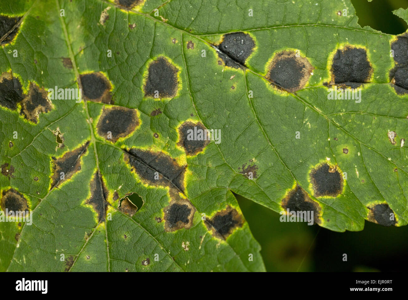 Sycamore Tar Spot (Rhytisma acerinum) lesions on Sycamore (Acer pseudoplatanus) leaf, Maritime Alps, France, September Stock Photo