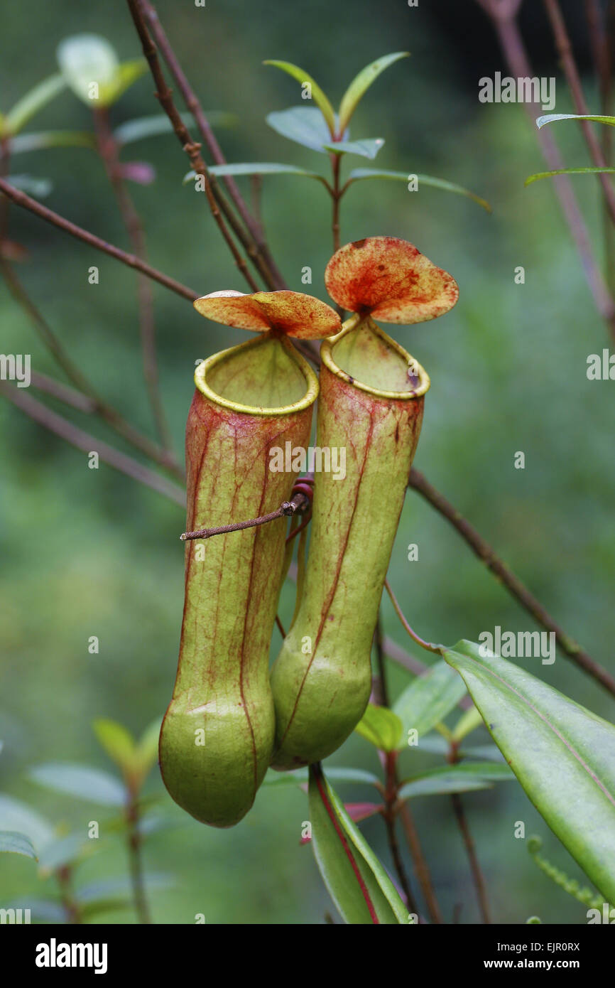 Miraculous Distilling Plant (Nepenthes distillatoria) two 'pitfall traps' formed from modified leaves, growing in lowland rainforest, Sinharaja Forest Reserve, Sri Lanka, January Stock Photo