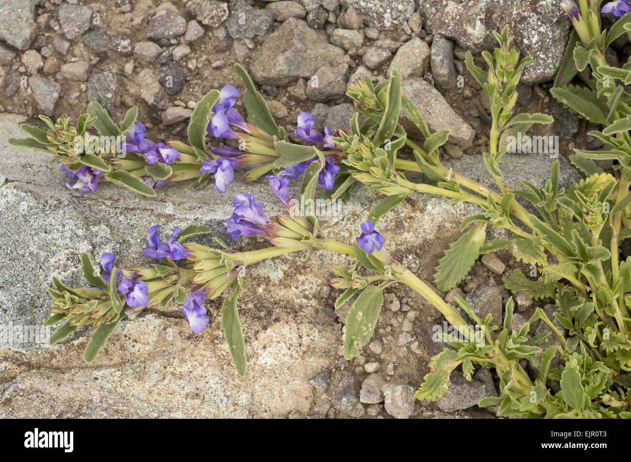 Dragon Head (Lallemantia canescens) flowering, at 3000m, Pontic Mountains, Anatolia, Turkey, July Stock Photo