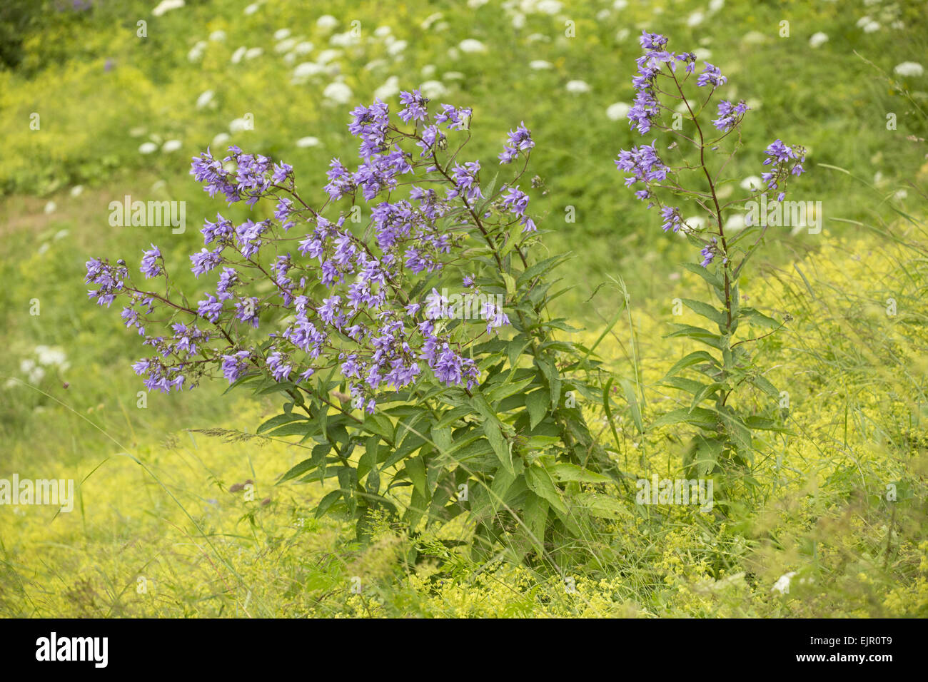 Milky Bellflower (Campanula lactiflora) flowering, Pontic Mountains, Anatolia, Turkey, July Stock Photo
