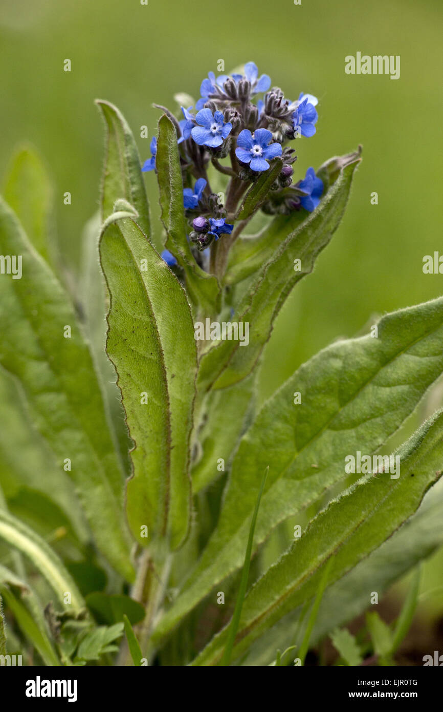 False Alkanet (Anchusa barrelieri) flowering, Abruzzo N.P., Apennines, Italy, May Stock Photo