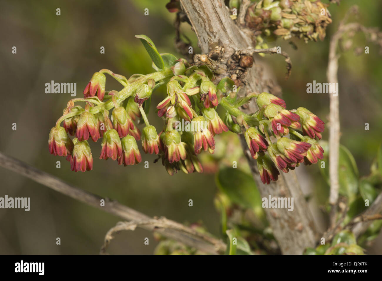 Mediterranean Coriaria (Coriaria myrtifolia) close-up of flowers, growing in garrigue, Southwest France, May Stock Photo