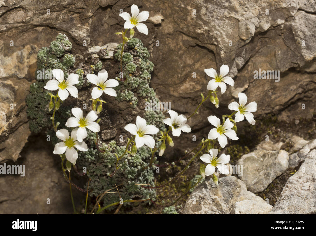 Blue-green Saxifrage (Saxifraga caesia) flowering, growing on limestone cliffs, Maritime Alps, France, September Stock Photo