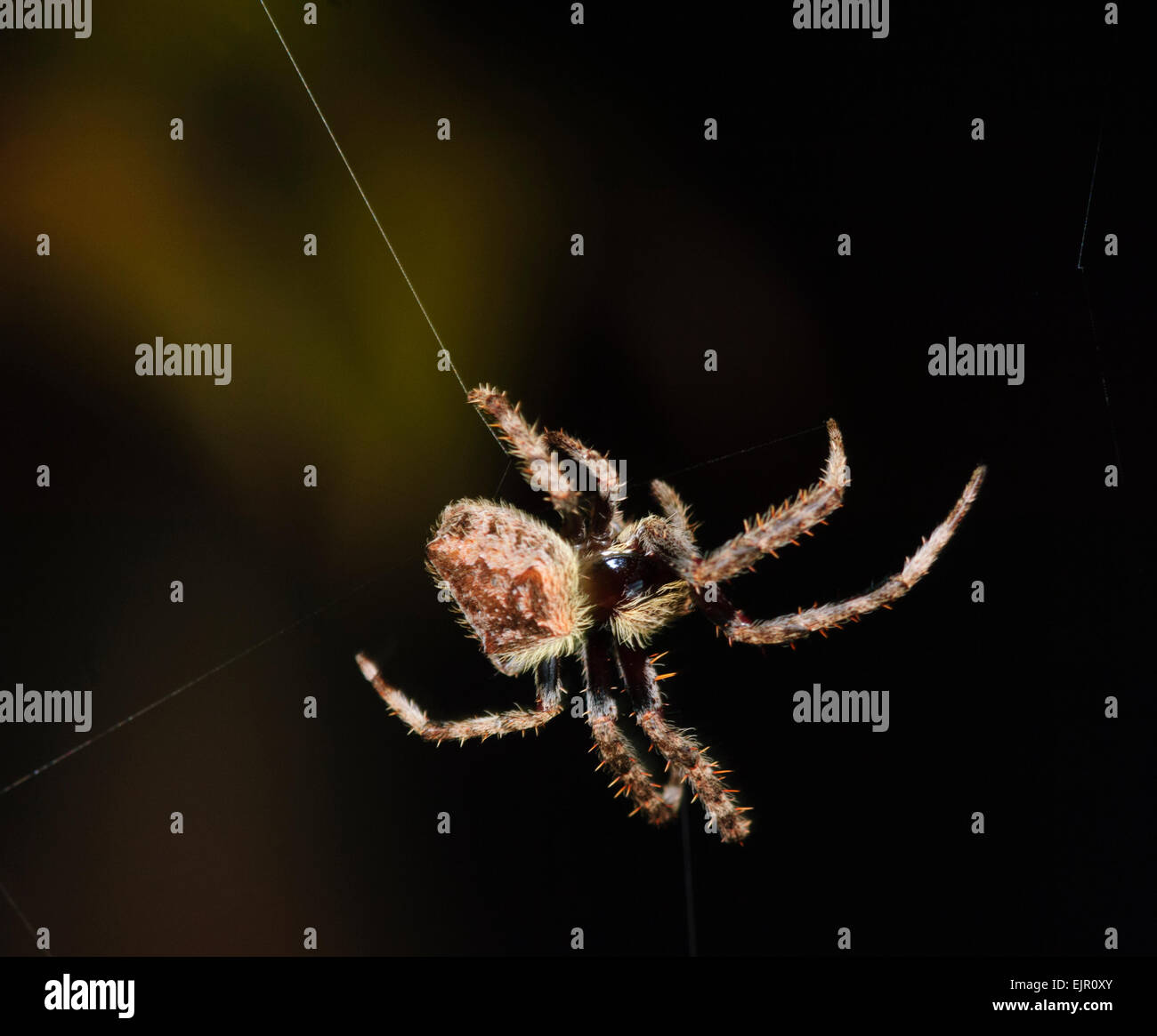 Garden Orb Weaver Eriophora Transmarina New South Wales